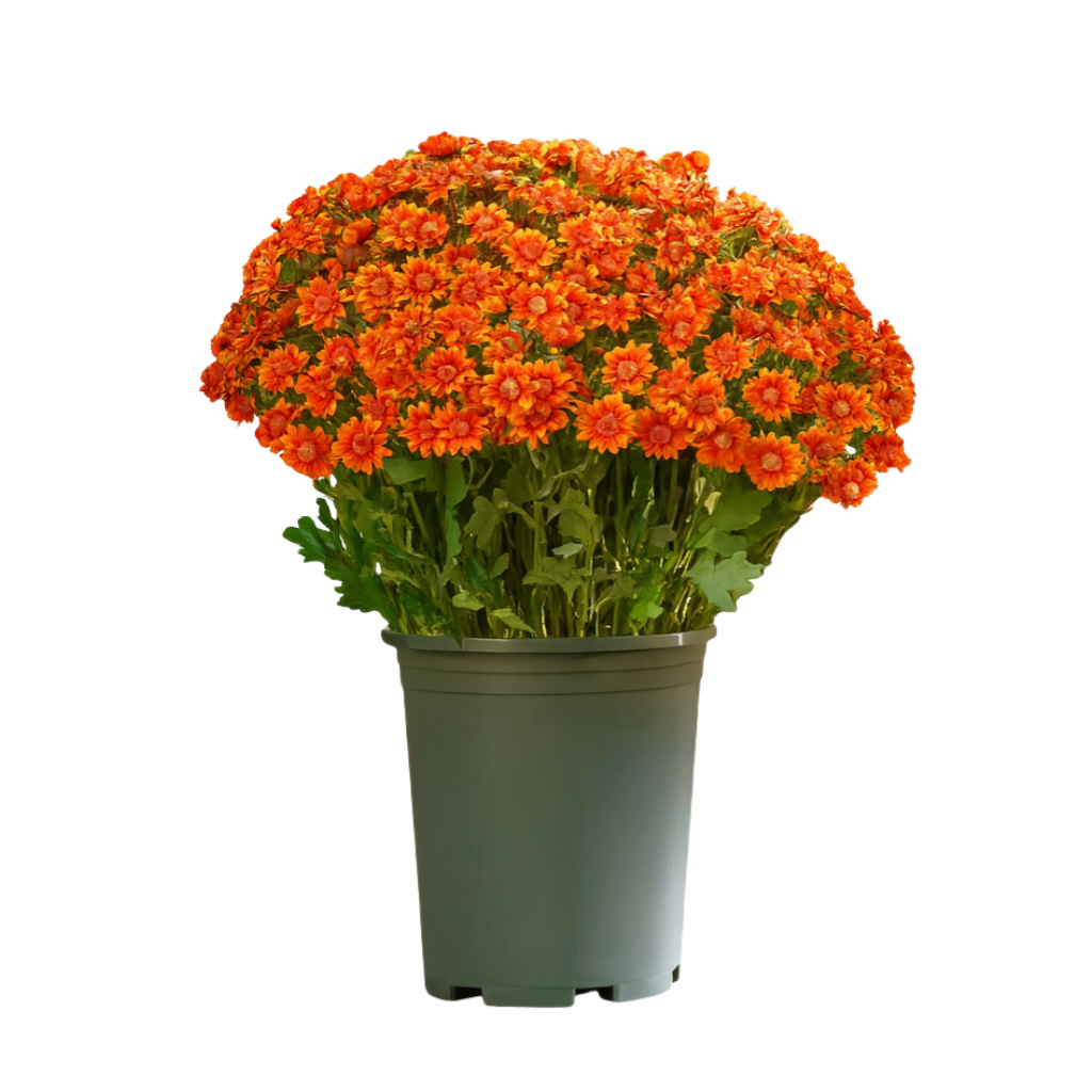 💥Last Day Each Only $3.2- Artificial Outdoor Sunset Mums Flowers - UV resistant, Waterproof, Windproof