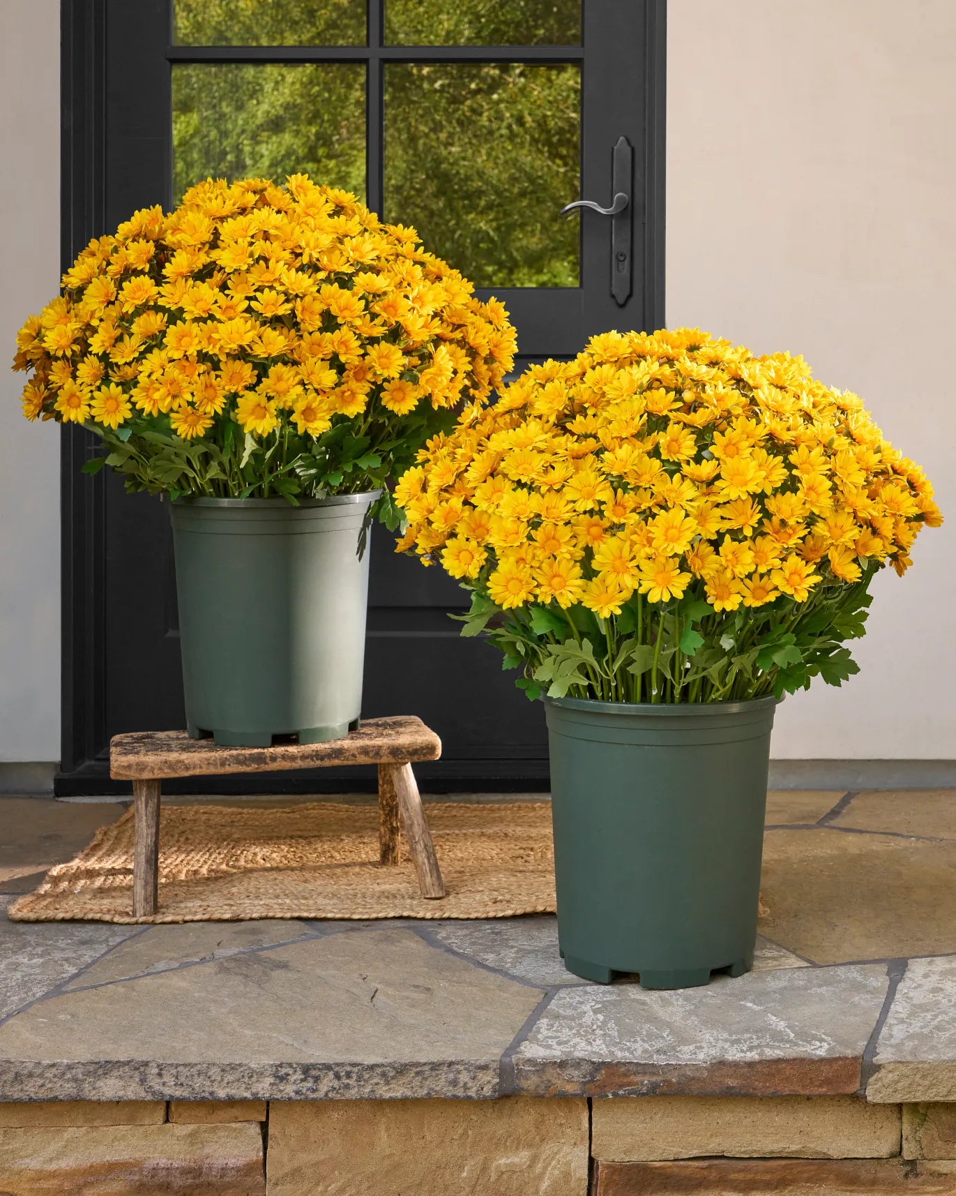 💥Last Day Each Only $3.2- Artificial Outdoor Sunset Mums Flowers - UV resistant, Waterproof, Windproof