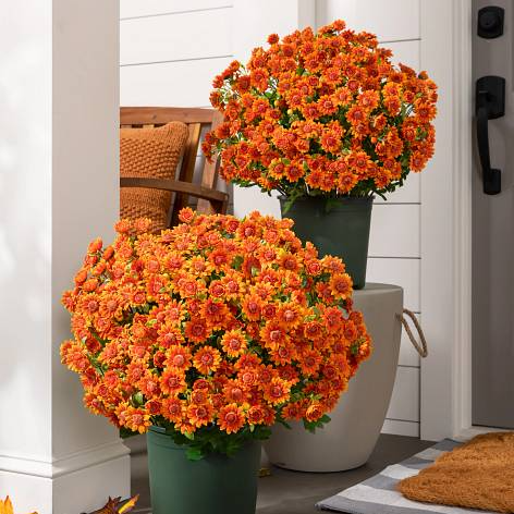 💥Last Day Each Only $3.2- Artificial Outdoor Sunset Mums Flowers - UV resistant, Waterproof, Windproof