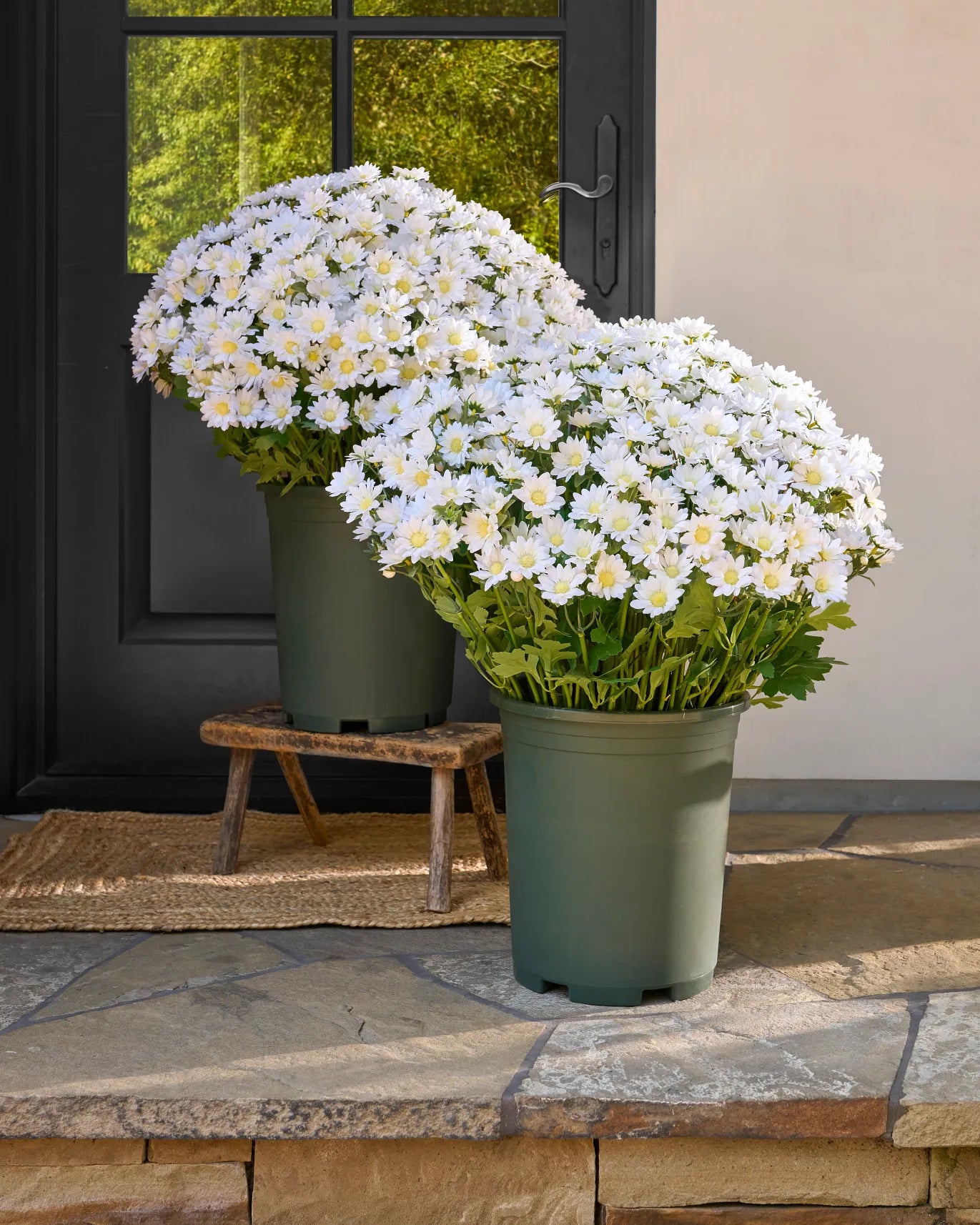 💥Last Day Each Only $3.2- Artificial Outdoor Sunset Mums Flowers - UV resistant, Waterproof, Windproof