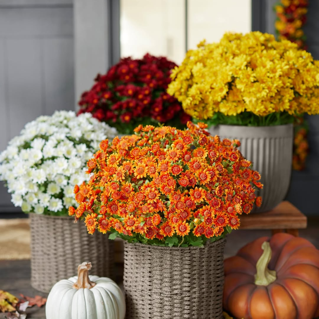 💥Last Day Each Only $3.2- Artificial Outdoor Sunset Mums Flowers - UV resistant, Waterproof, Windproof