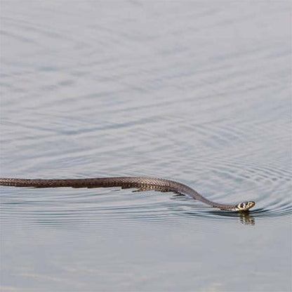 Prank Snake Tricky Toy