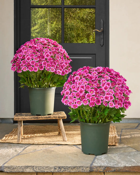 💥Last Day Each Only $3.2- Artificial Outdoor Sunset Mums Flowers - UV resistant, Waterproof, Windproof