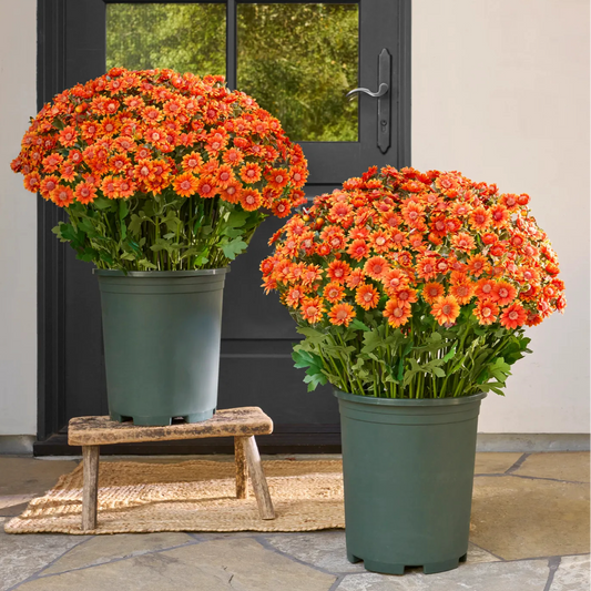 💥Last Day Each Only $3.2- Artificial Outdoor Sunset Mums Flowers - UV resistant, Waterproof, Windproof