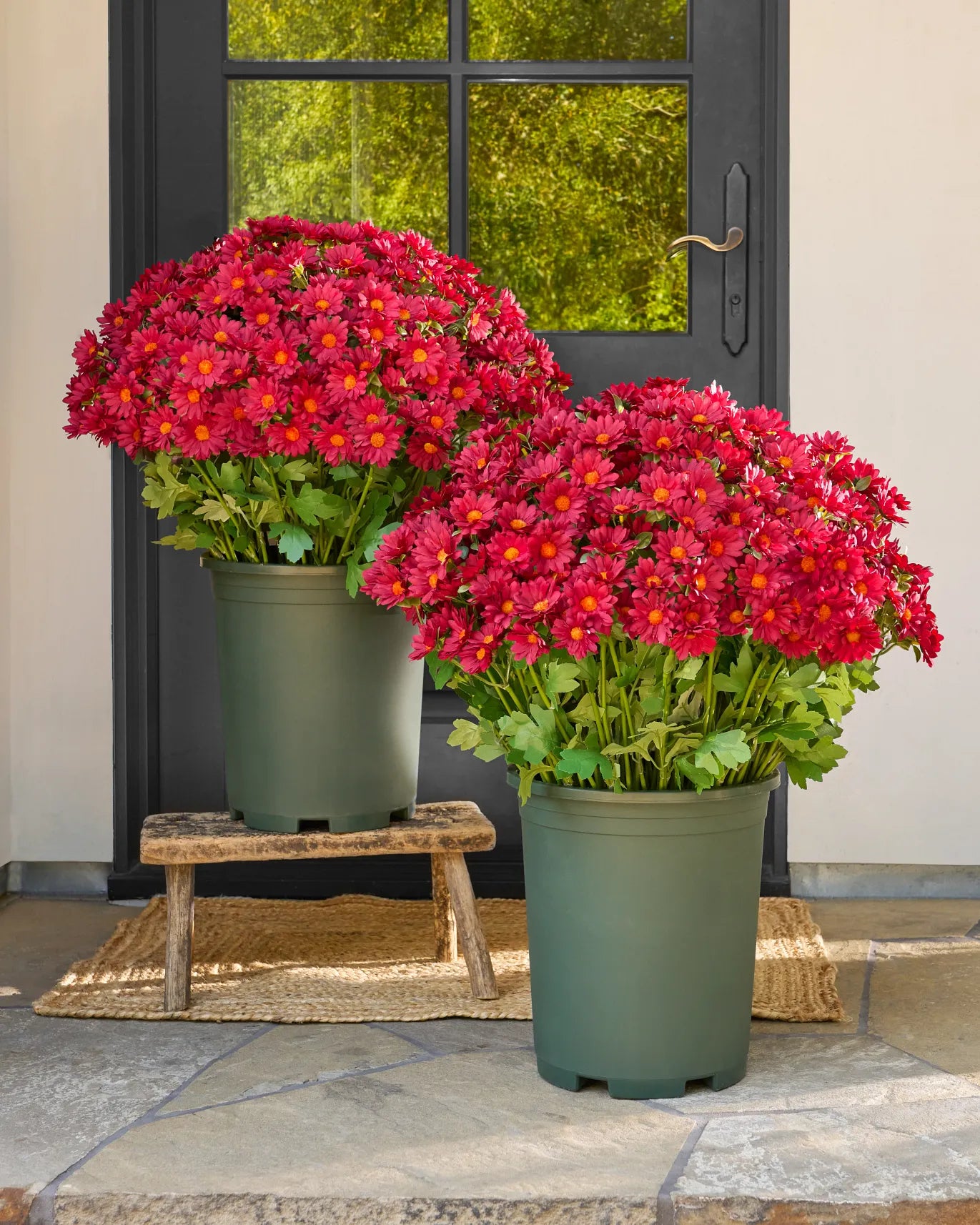 💥Last Day Each Only $3.2- Artificial Outdoor Sunset Mums Flowers - UV resistant, Waterproof, Windproof